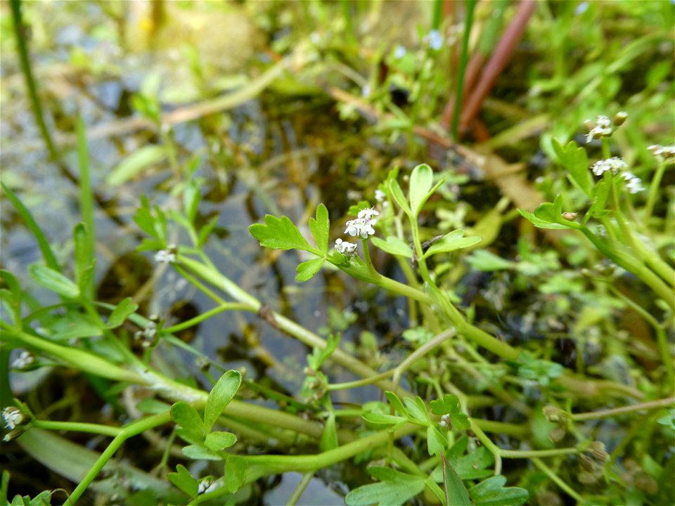 Helosciadium inundatum (L.) W.D.J.Koch, 1824