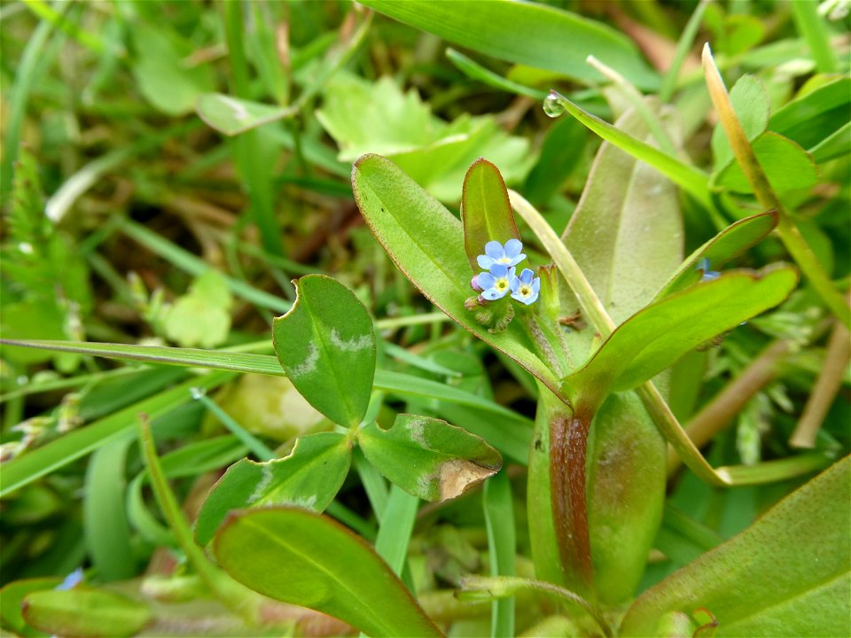 Myosotis sicula Guss., 1843