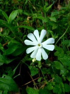 Silene latifolia Poir., 1789