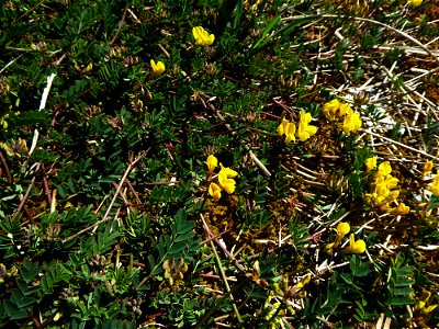 Hippocrepis comosa L., 1753