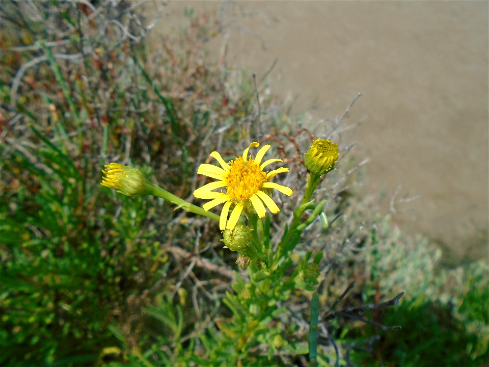 Limbarda crithmoides (L.) Dumort., 1827