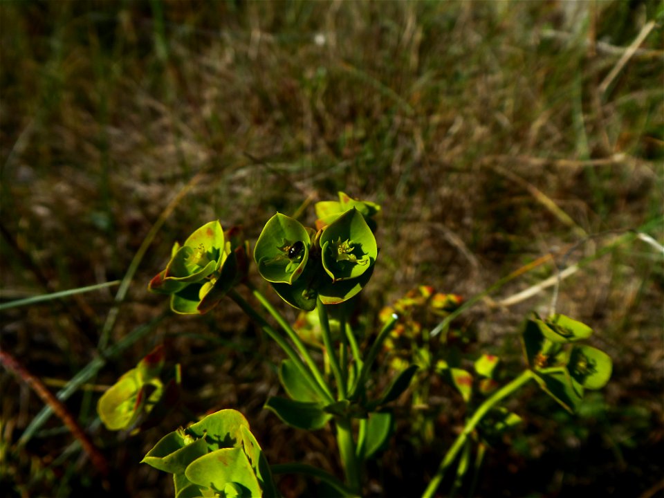 Euphorbia segetalis subsp. portlandica (L.) Litard., 1936