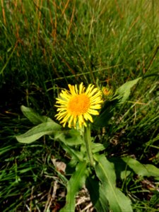 Inula britannica L., 1753