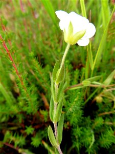 Arenaria montana L., 1755