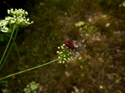 Oreoselinum nigrum Delarbre, 1800