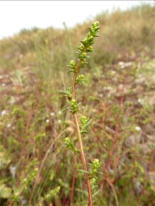 Artemisia campestris subsp. maritima (DC.) Arcang., 1882