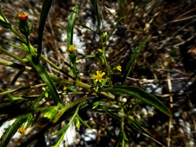 Dittrichia graveolens (L.) Greuter, 1973