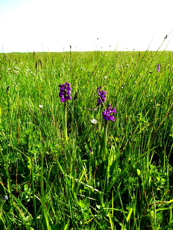 Anacamptis morio (L.) R.M.Bateman, Pridgeon & M.W.Chase, 1997