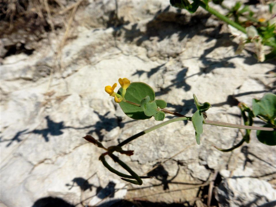 Coronilla scorpioides (L.) W.D.J.Koch, 1837