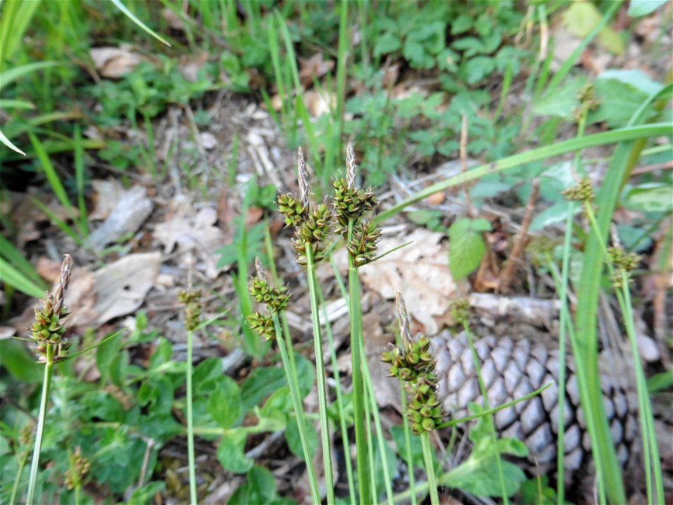 Carex pilulifera L., 1753