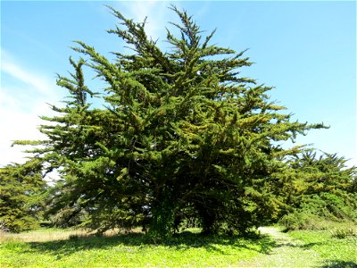 Cupressus macrocarpa Hartw., 1847