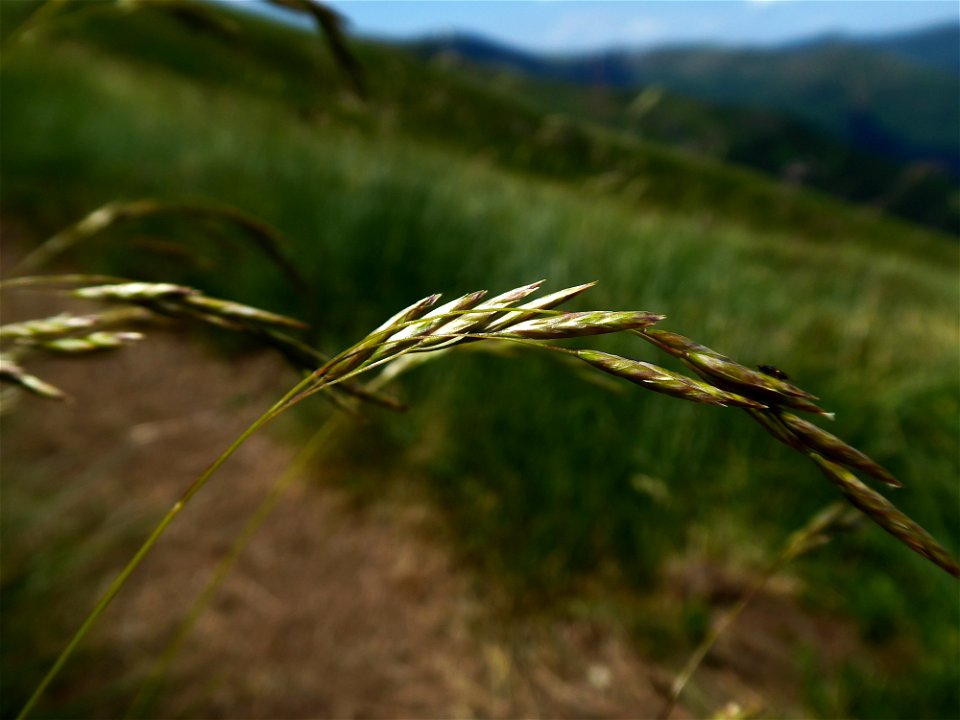 Festuca eskia Ramond ex DC., 1805