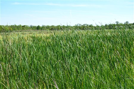 Typha angustifolia L., 1753