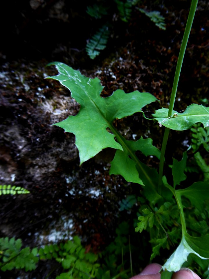 Lactuca muralis (L.) Gaertn., 1791