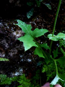 Lactuca muralis (L.) Gaertn., 1791