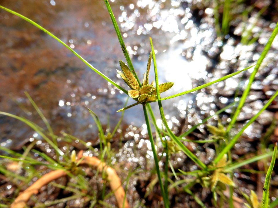 Cyperus flavescens L., 1753