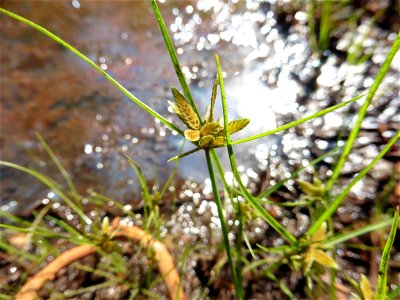 Cyperus flavescens L., 1753