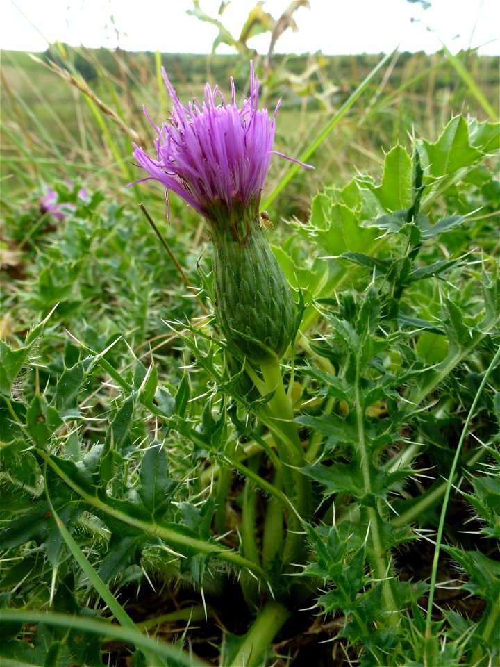 Cirsium acaulon (L.) Scop., 1769