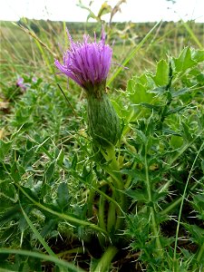 Cirsium acaulon (L.) Scop., 1769
