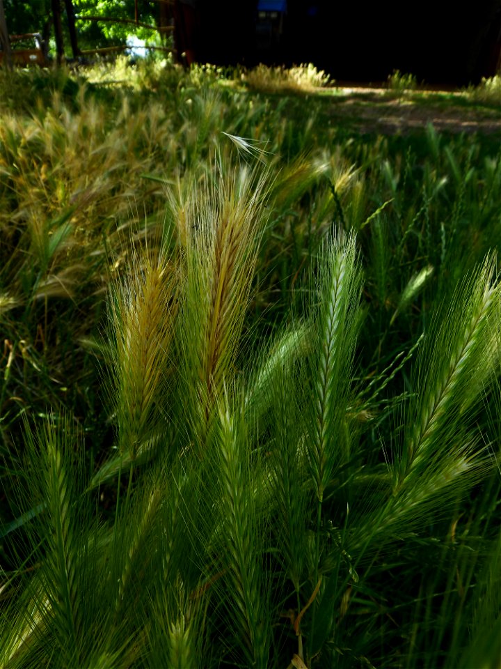 Hordeum murinum L., 1753