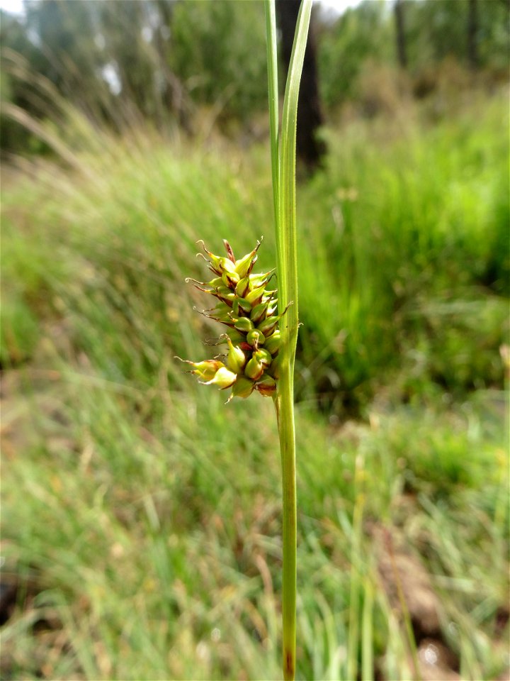 Carex hostiana DC., 1813