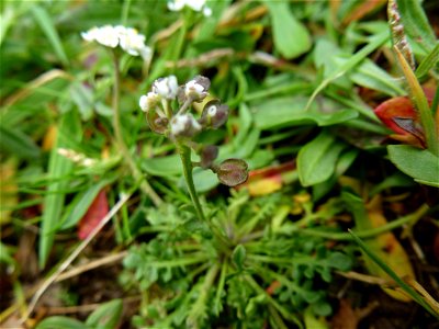 Teesdalia nudicaulis (L.) W.T.Aiton, 1812