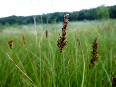 Carex disticha Huds., 1762