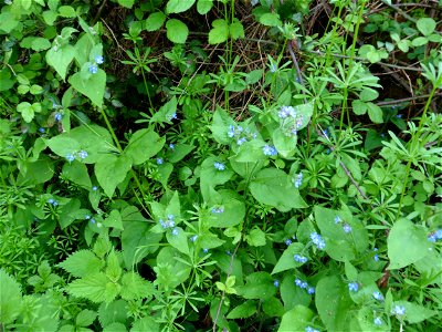 Pentaglottis sempervirens (L.) Tausch ex L.H.Bailey, 1949