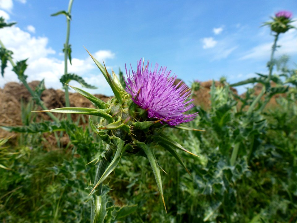 Silybum marianum (L.) Gaertn., 1791