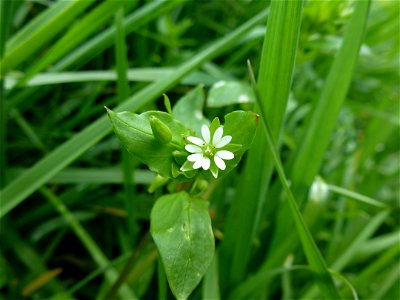 Stellaria media (L.) Vill., 1789