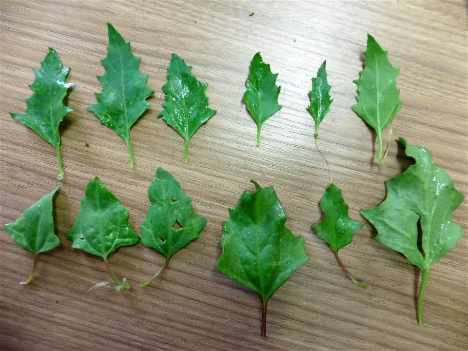 Oxybasis rubra (haut) et Oxybasis chenopodioides (bas)