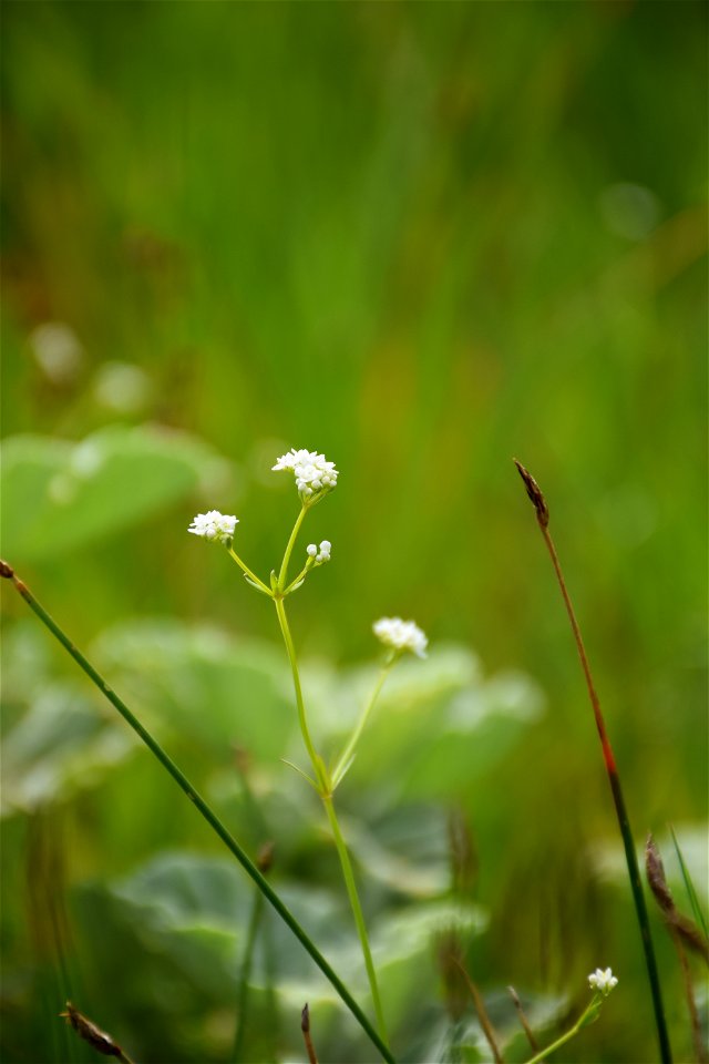 Galium debile Desv., 1818