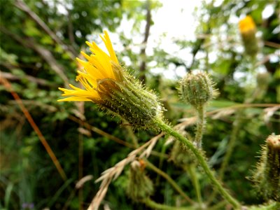 Sonchus arvensis L., 1753