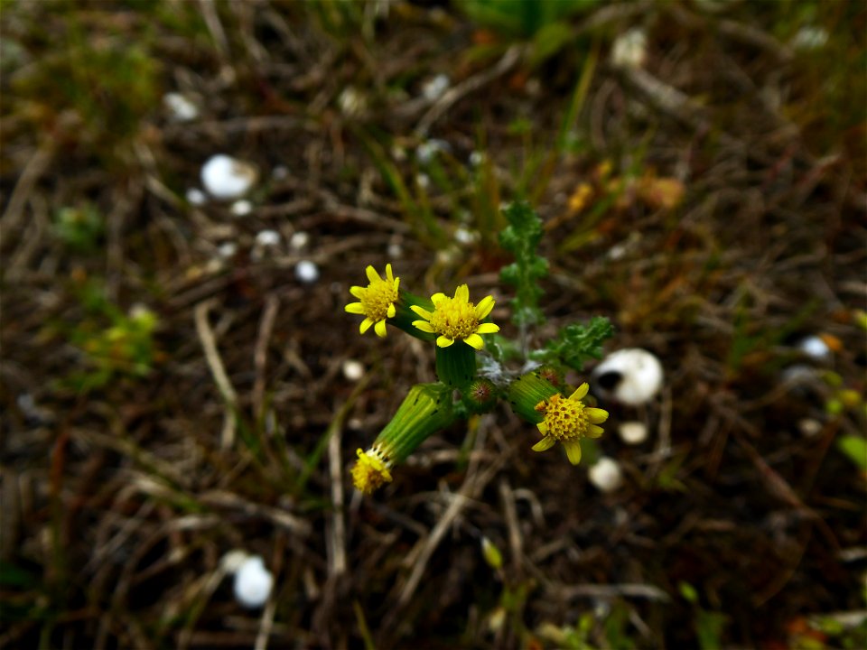 Senecio vulgaris subsp. denticulatus (O.F.Müll.) P.D.Sell, 1967