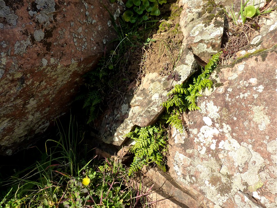 Asplenium obovatum subsp. billotii (F.W.Schultz) O.Bolòs, Vigo, Massales & Ninot, 1990