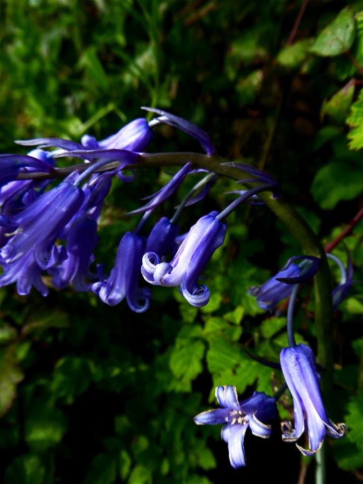 Hyacinthoides non-scripta (L.) Chouard ex Rothm., 1944