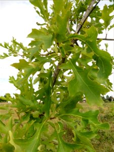 Quercus rubra L., 1753