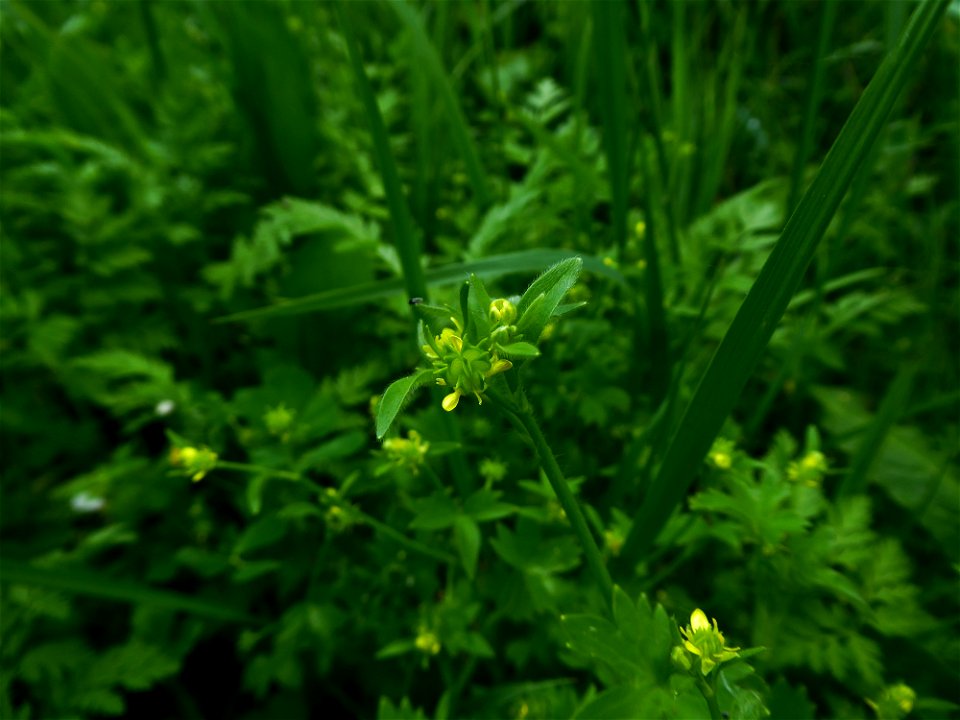 Ranunculus parviflorus L., 1758