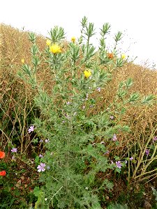 Carthamus lanatus L., 1753