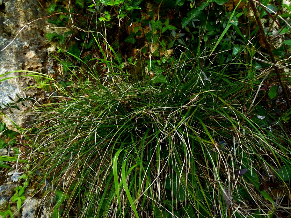 Carex halleriana Asso, 1779