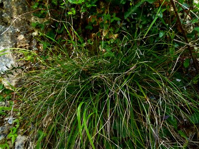 Carex halleriana Asso, 1779