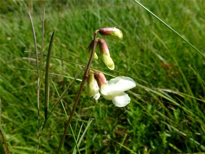 Lathyrus pannonicus (Jacq.) Garcke, 1863