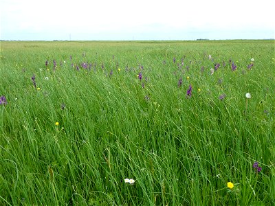 Anacamptis morio (L.) R.M.Bateman, Pridgeon & M.W.Chase, 1997