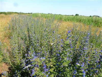 Echium vulgare L., 1753