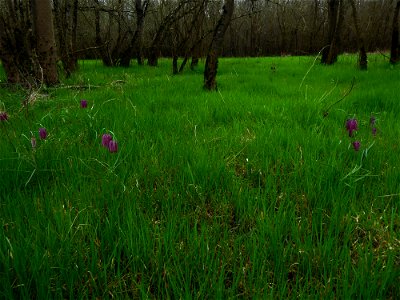 Fritillaria meleagris L., 1753