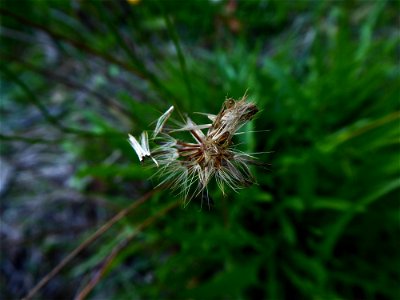 Scorzoneroides autumnalis (L.) Moench, 1794