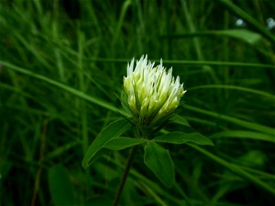 Trifolium ochroleucon Huds., 1762