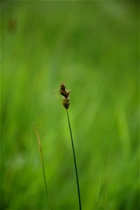 Carex divisa Huds., 1762