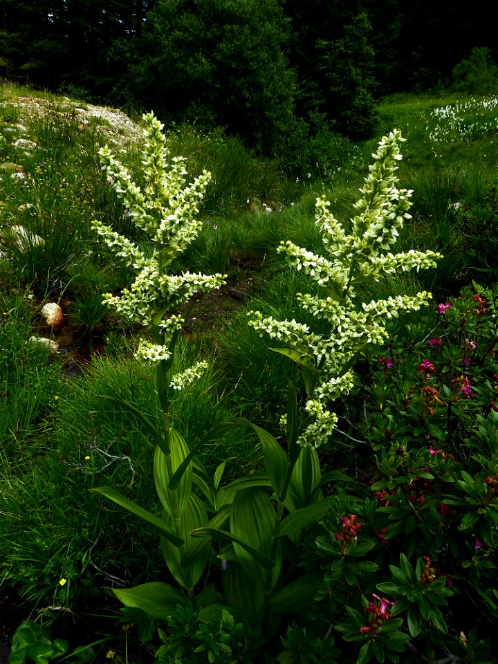 Veratrum album L., 1753
