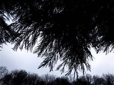 Sequoiadendron giganteum (Lindl.) J.Buchholz, 1939